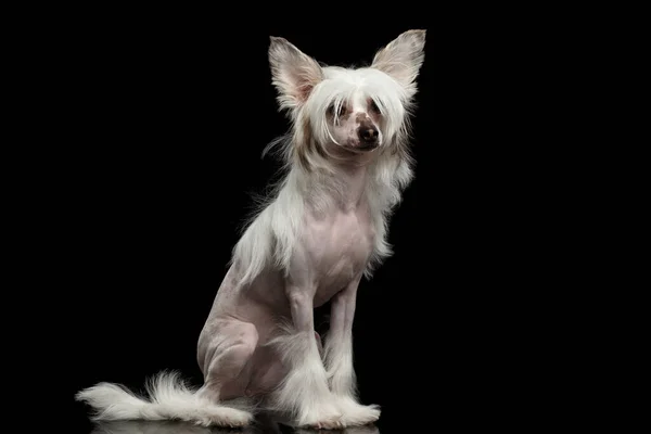 White Chinese Crested Dog Siedzi Izolowanym Czarnym Tle — Zdjęcie stockowe