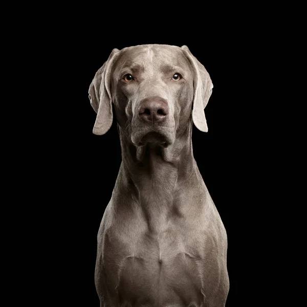 Primer Plano Retrato Perro Weimaraner Mirando Cámara Sobre Fondo Negro —  Fotos de Stock