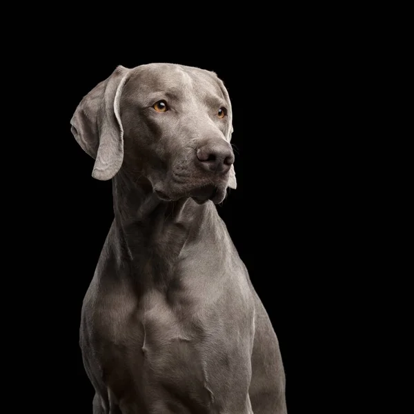 Retrato Cão Weimaraner Fundo Preto Isolado — Fotografia de Stock