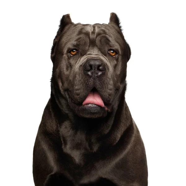 Portré Brown Cane Corso Dog Stúdió Lövés Izolált Fehér Háttér — Stock Fotó