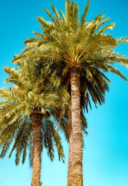 Mavi gökyüzüne karşı tropik palmiye ağacı.
