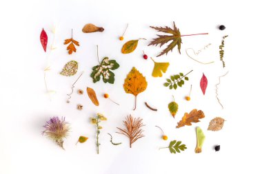 Sonbahar düzleşmesi, üst görünüm yaratıcı model düzenleme.