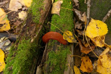 Sonbaharda ya da doğada büyük bir sümüklü böcek