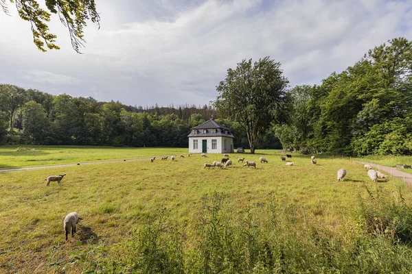 Bergisch Gladbach Veduta Del Gregge Pecore Vicino Alla Cattedrale Altenberg — Foto Stock