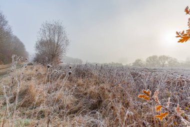 Doğa Rezervi / Almanya 'da güzel bir kış günü var.