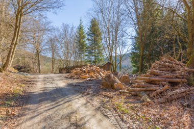 Soğuk bir Kış / Almanya 'yı atlatmaya yetecek kadar odun.