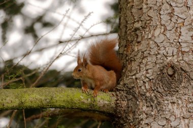Çam Ağacı Dalında Kırmızı Sincap / Almanya