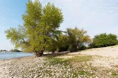 Hollanda Ren Nehri / Hollanda 'da Dev Ağaçlar