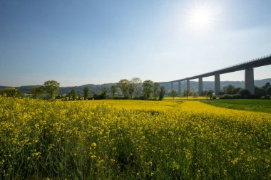 Nehir Ruhr Köprüsü / Almanya ile Sunny Canola sahası