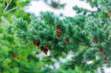 Sıcak bir gün ve Almanya 'dan dolayı koni açık.