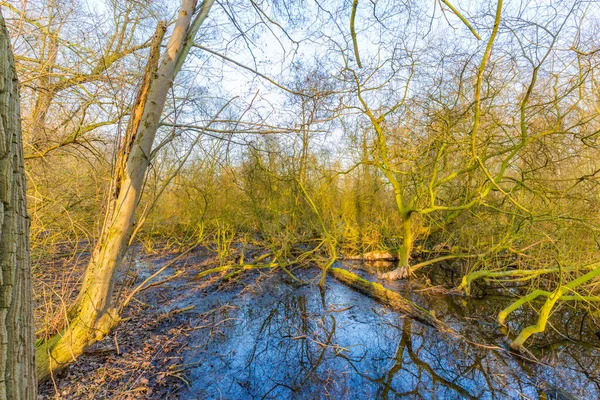 Neuss / Almanya 'daki Doğa Koruma Alanında Vahşi Doğa