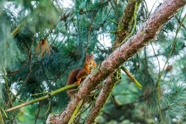 Red Squirrel Way Treetop Germany Stock Image