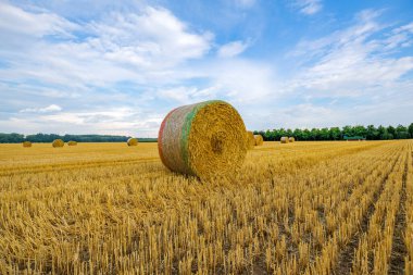 Krefeld / Almanya 'da hasat neredeyse bitti.