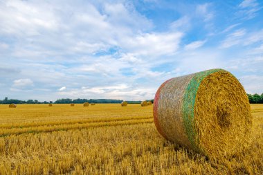 Krefeld / Almanya 'da Hay balyasına yakın çekim