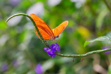  Tropik bahçe / Hollanda 'da Kelebeğe (Alev Dryas iuLia) yakın çekim