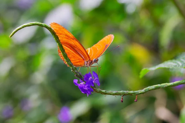  Tropik bahçe / Hollanda 'da Kelebeğe (Alev Dryas iuLia) yakın çekim