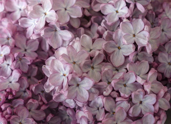 Hermosas Flores Lila Flor Primavera Flor Lila Púrpura Fondo — Foto de Stock