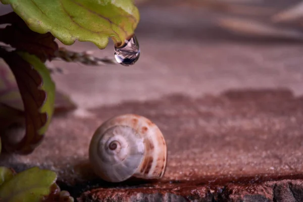 달팽이 나무줄기 물방울 매크로 — 스톡 사진