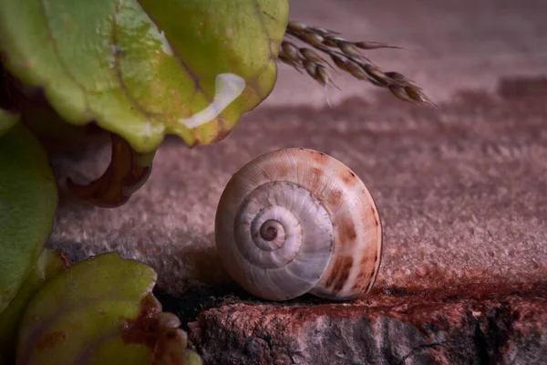 Escargot Couleur Brune Sur Tronc Arbre Anneaux Âge Lignes Plantes — Photo