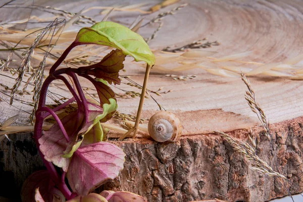 茶色のカタツムリ 木の幹 年齢リング マクロ写真 — ストック写真