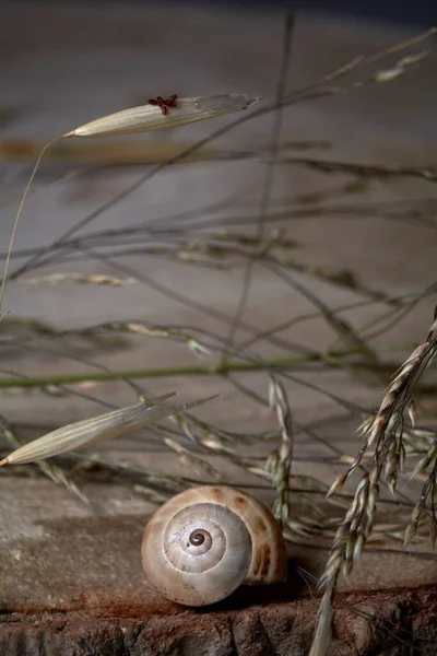 나무줄기에 달팽이 나이테 매크로 — 스톡 사진