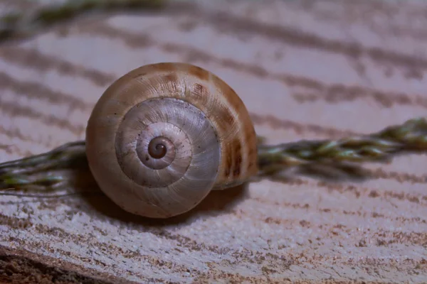 Caracol Marrom Tronco Árvore Anéis Idade Linhas Macrofotografia — Fotografia de Stock