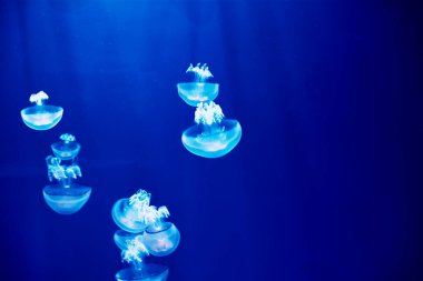 Denizanası seti, okyanusta, mavi renk, floresan