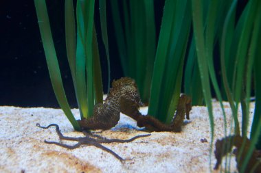 Kumda, mercanda ve alglerde deniz atı ve deniz yıldızı