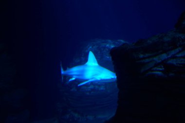 Okyanustaki büyük yalnız köpekbalığı Büyük dişler, mavi, kayalar