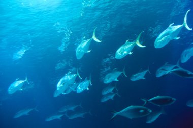 Okyanusta bir takım akvaryum balığı, temiz kum, deniz tabanı.