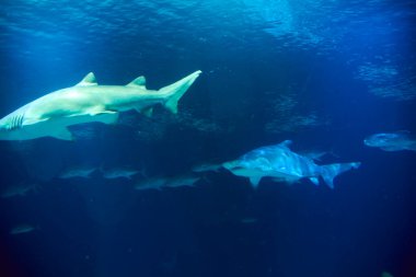 Okyanustaki büyük yalnız köpekbalığı Büyük dişler, mavi, kayalar