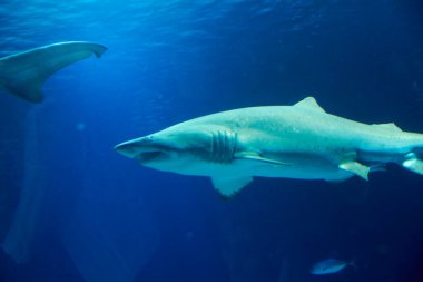 Okyanustaki büyük yalnız köpekbalığı Büyük dişler, mavi, kayalar