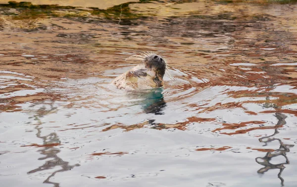 Cabeça Leão Marinho Saindo Água Ensolarado Bigodes — Fotografia de Stock