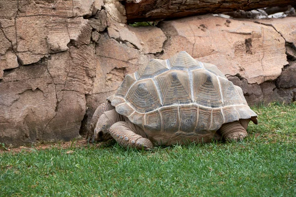 Большая Черепаха Ходит Траве Одинокая Древняя — стоковое фото