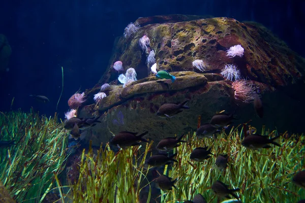 Conjunto Peces Colores Océano Arena Clara Fondo Marino — Foto de Stock