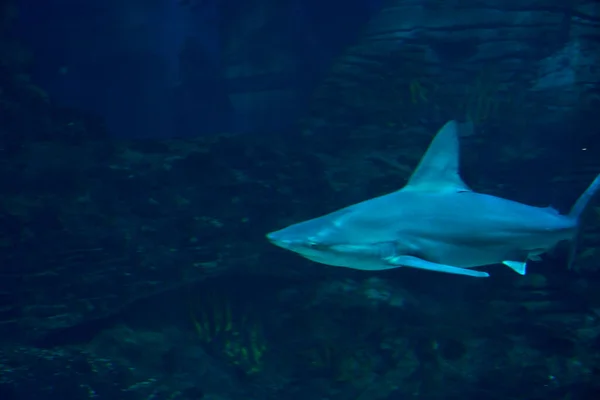 偉大な歯 岩の海で偉大な一匹のサメ — ストック写真