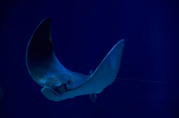 Stingray Oceano Rodeado Por Peixes Aquário — Fotografia de Stock