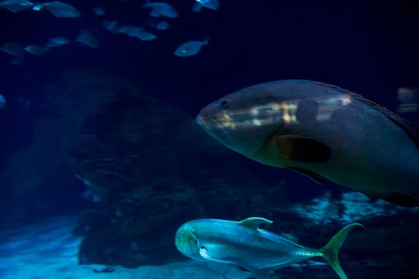 海の金魚のセット クリア砂 海の底 — ストック写真