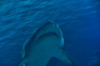 Okyanustaki büyük yalnız köpekbalığı Büyük dişler, mavi, kayalar