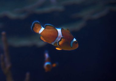 Tropik palyaço balığı, okyanusta, yalnız, turuncu, parlak, renkli
