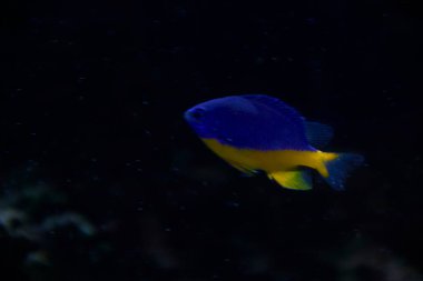 Okyanustaki küçük mavi balık, sarı, yalnız, parlak, kayalar