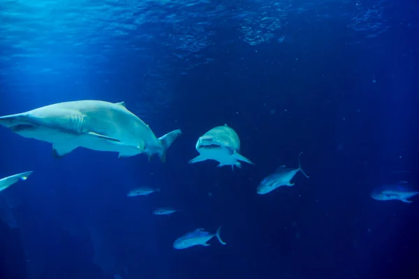 偉大な歯 岩の海で偉大な一匹のサメ — ストック写真