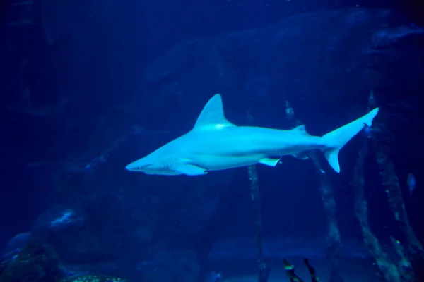 Grande Tubarão Solitário Oceano Grandes Dentes Azul Rochas — Fotografia de Stock