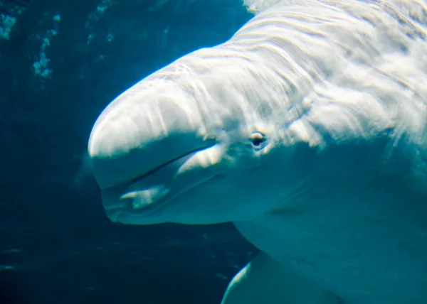 Lonely Beluga in the ocean, friendly face ,white