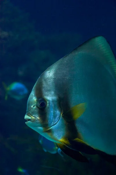 Stor Silverfisk Med Lysande Silverfärger Glänsande Ensam — Stockfoto