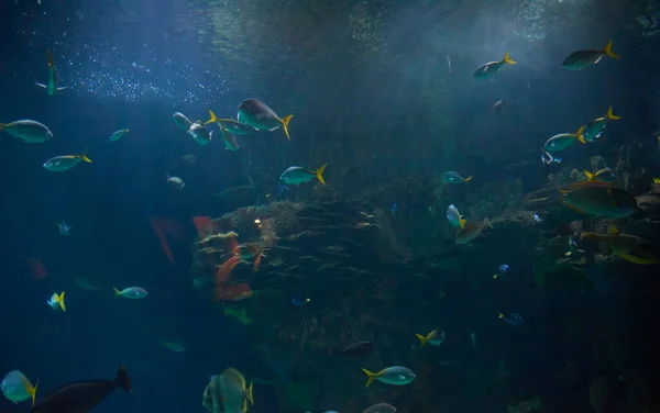 Ensemble Poissons Rouges Dans Océan Sable Clair Fond Marin — Photo