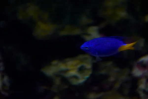 Petit Poisson Bleu Dans Océan Jaune Solitaire Brillant Rochers — Photo