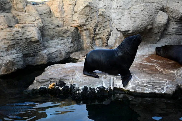 Sea lion on the rocks, lonely, water, black