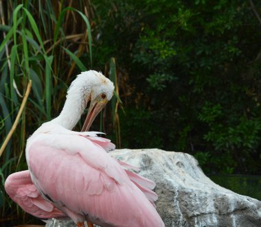 Yeşil arka planda pembe kuş, su, büyük gaga.