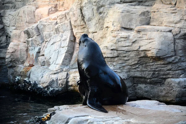 Kayalıklarda Deniz Aslanı Yalnız Siyah — Stok fotoğraf